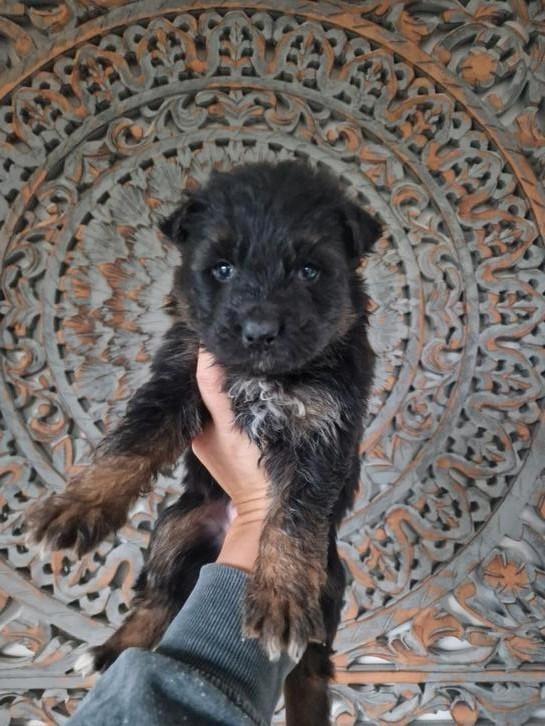 Stamboom duitse herder puppy langarig oudduitse pup, Dieren en Toebehoren, Honden | Herdershonden en Veedrijvers, Reu, Herder