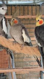 Te koop EF gezoomd valkparkiet pop, Dieren en Toebehoren, Vogels | Parkieten en Papegaaien, Vrouwelijk, Parkiet, Geringd