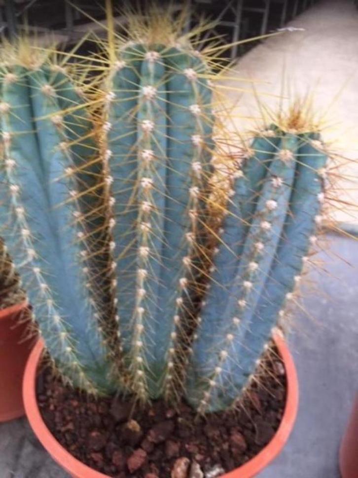 Cactus Pilocereus Azureus fraai blauw soort in de 17 cm pot., Huis en Inrichting, Kamerplanten, Cactus, Minder dan 100 cm, Groene kamerplant