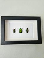 Mooie groen kevers in lijst, Verzamelen, Dierenverzamelingen, Ophalen of Verzenden, Nieuw, Insect, Opgezet dier