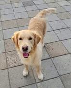 Golden retriever teefje met stamboom, Golden retriever, CDV (hondenziekte), Teef, Eén hond