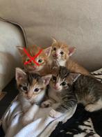 Kittens, Dieren en Toebehoren, Poes, 0 tot 2 jaar