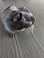Baby cavia's, Dieren en Toebehoren, Knaagdieren, December, Meerdere dieren, Cavia