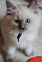 Ragdoll kittens uit geteste ouders, Dieren en Toebehoren, Katten en Kittens | Raskatten | Langhaar, Gechipt, Meerdere dieren, 0 tot 2 jaar