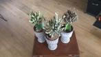 3 geënte cactussen. Ophalen in Enschede., Huis en Inrichting, Kamerplanten, Ophalen of Verzenden, Overige soorten, Minder dan 100 cm