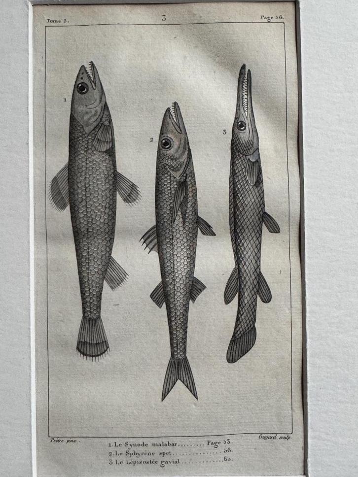 O U D 1812 - vissen gravure - plate 56, Antiek en Kunst, Kunst | Etsen en Gravures, Ophalen of Verzenden