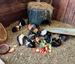 Cavia 4 beertjes van 5 weken oud, Juni, Mannelijk, Cavia