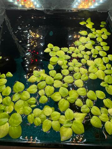 Brazilian Dwarf Frogbit beschikbaar voor biedingen