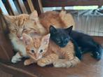 Kittens poesje en katertje, Dieren en Toebehoren, Katten en Kittens | Overige Katten, Meerdere dieren, Kortharig, 0 tot 2 jaar