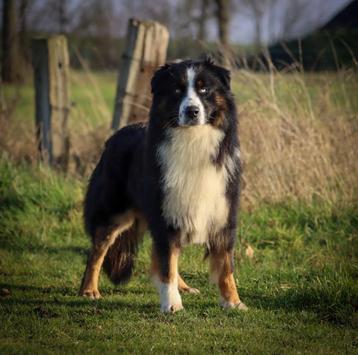 Raszuivere australian shepherd dekreu  beschikbaar voor biedingen