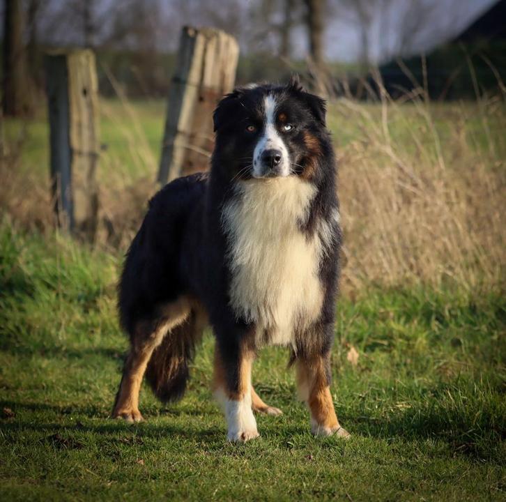 Raszuivere australian shepherd dekreu, Dieren en Toebehoren, Honden | Dekreuen, Reu, Particulier, Eén hond, Buitenland, 3 tot 5 jaar