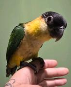 Tamme Zwartkop Caique’s, Dieren en Toebehoren, Vogels | Parkieten en Papegaaien, Meerdere dieren, Papegaai