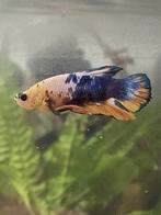 Koi hellboy yellow plakat, Vis