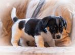 jack russell pup, Jack Russell Terriër, Meerdere, Meerdere dieren, Nederland