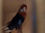 Te koop rosella's, Dieren en Toebehoren, Meerdere dieren, Parkiet, Geringd