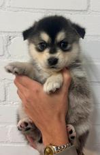 POMSKYNEDERLAND PUPS BESCHIKBAAR, Dieren en Toebehoren, Nederland, CDV (hondenziekte), 8 tot 15 weken, Poolhond