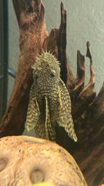 Longfin ancistrus man, Dieren en Toebehoren, Vissen | Aquariumvissen, Vis