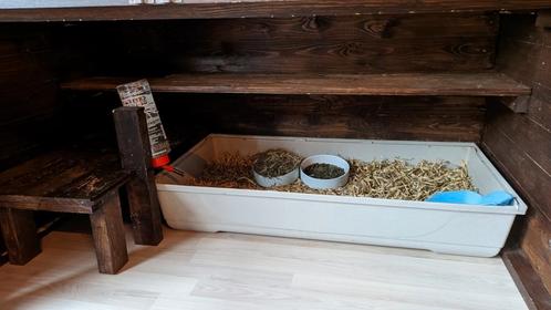 Jong dwerg hangoorkonijn met hok en toebehoren, Dieren en Toebehoren, Konijnen, Dwerg, Mannelijk, 0 tot 2 jaar, Hangoor