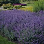 Nepeta faassenii 'Walker's Low' (kattekruid)in P9 pot., Tuin en Terras, Planten | Tuinplanten, Ophalen, Zomer, Overige soorten
