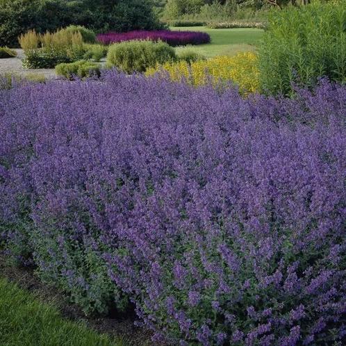 Nepeta faassenii 'Walker's Low' (kattekruid)in P9 pot., Tuin en Terras, Planten | Tuinplanten, Overige soorten, Volle zon, Zomer