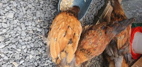 Gratis haan, Dieren en Toebehoren, Pluimvee, Kip, Mannelijk