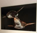 Plexiglas schilderij met 2 schildpadden, Ophalen, 125 cm of meer, Zo goed als nieuw, Schilderij