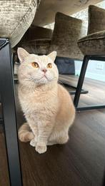 Dekkater Britse korthaar F. Bonfacia stamboom niet te koop, Dieren en Toebehoren, Katten en Kittens | Dekkaters