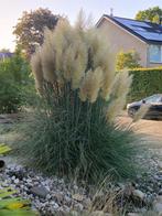 Rietpluimen, Tuin en Terras, Planten | Tuinplanten, Ophalen, Volle zon, Vaste plant, Siergrassen