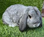 NEDERLANDSE HANGOOR DWERG chinchilla, Dieren en Toebehoren, Mannelijk, Dwerg, Hangoor, 0 tot 2 jaar