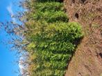 Aanbieding!!!!!coniferen van 250/300 hoog voor €15, Ophalen of Verzenden, Conifeer, 100 tot 250 cm