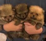 2 Raszuivere Bearface Pomeranian/pomeriaan pups., Dieren en Toebehoren, Keeshond, CDV (hondenziekte), 8 tot 15 weken, Meerdere