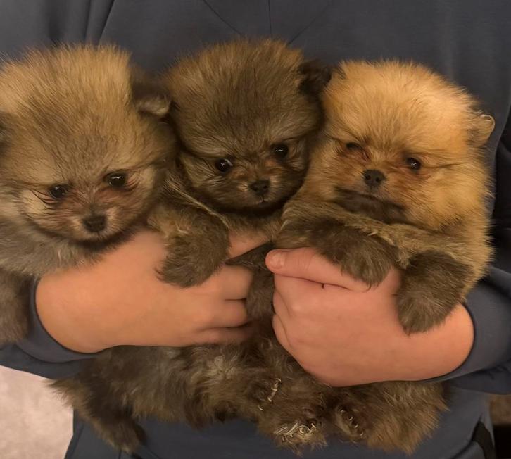 2 Raszuivere Bearface Pomeranian/pomeriaan pups., Dieren en Toebehoren, Honden | Poolhonden, Keeshonden en Oertypen, Meerdere dieren