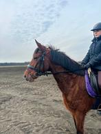 Fijne recreatie / toekomstige sport pony, Dieren en Toebehoren, Pony's, Merrie, Zadelmak, D pony (1.37m tot 1.48m), 3 tot 6 jaar