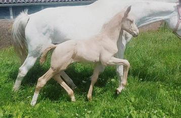 Extra bewegend palomino hengstenveulen! beschikbaar voor biedingen