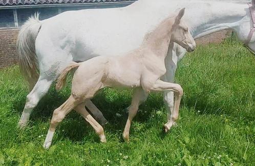 Extra bewegend palomino hengstenveulen!, Dieren en Toebehoren, Paarden, Merrie, 0 tot 2 jaar