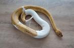 Python regius, Slang