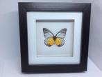 vlinder  Prioneris Philonome, Verzamelen, Dierenverzamelingen, Ophalen of Verzenden, Nieuw, Insect, Opgezet dier