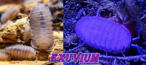 Cubaris sp. Thai Angel Blue isopods / pissebedden, Dieren en Toebehoren, Insecten en Spinnen, Overige soorten