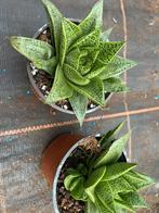 Gasteria, Huis en Inrichting, Kamerplanten, Ophalen of Verzenden, Overige soorten, Minder dan 100 cm