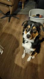 australian shepherd te Koop, Dieren en Toebehoren, Honden | Herdershonden en Veedrijvers, Parvo, 15 weken tot 1 jaar, Reu, Eén hond