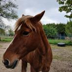 Te koop gevraagd ongeveer eenvierde hectare grond met stal, Dieren en Toebehoren, Stalling en Weidegang