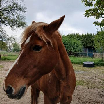 Te koop gevraagd ongeveer eenvierde hectare grond met stal  beschikbaar voor biedingen