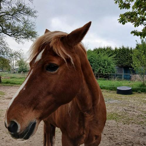 Te koop gevraagd ongeveer eenvierde hectare grond met stal, Dieren en Toebehoren, Stalling en Weidegang