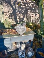 2 prachtige USA zijdehoen hanen, Dieren en Toebehoren, Mannelijk, Kip