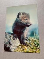 Jonge vos, Ophalen of Verzenden, 1960 tot 1980, Ongelopen, Wild dier