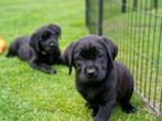 Supermooie zwarte labrador pups met stamboom !, Dieren en Toebehoren, Honden | Retrievers, Spaniëls en Waterhonden, CDV (hondenziekte)