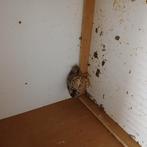 Chinese dwergkwartel hen te koop, Dieren en Toebehoren, Pluimvee, Vrouwelijk, Kip