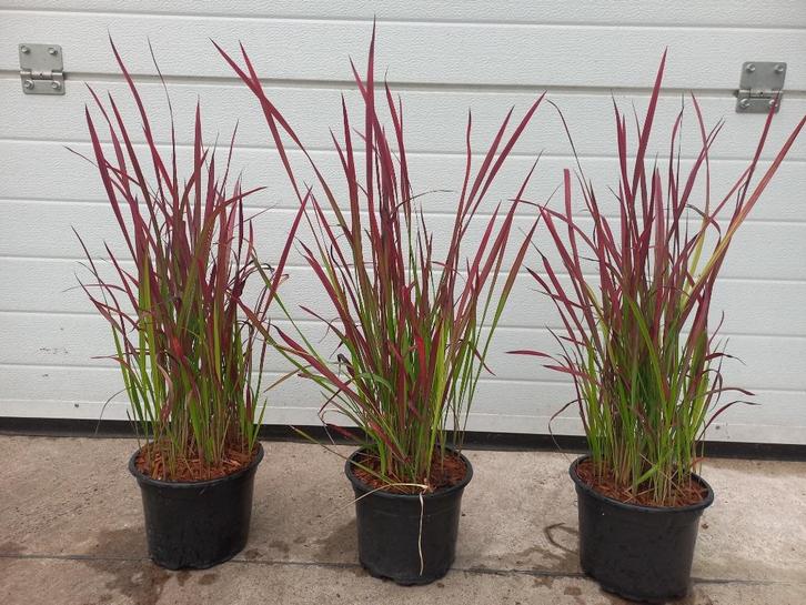 siergrassen diverse soorten, Tuin en Terras, Planten | Tuinplanten, Siergrassen, Volle zon, Ophalen