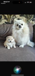 Pomeriaan pups, Dieren en Toebehoren, Honden | Chihuahua's en Gezelschapshonden, Rabiës (hondsdolheid), 8 tot 15 weken, Eén hond