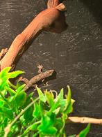 Tjitjak / Hemidactylus brookii, Hagedis